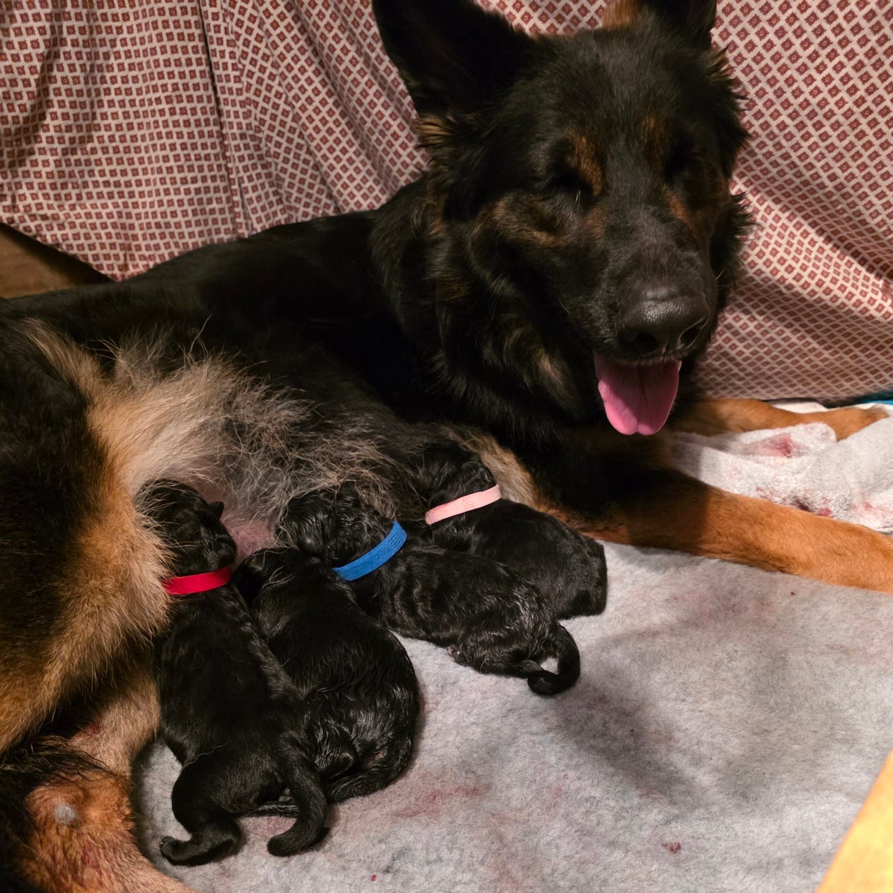 Schäferhund langhår