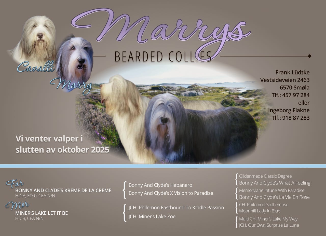 Bearded collie