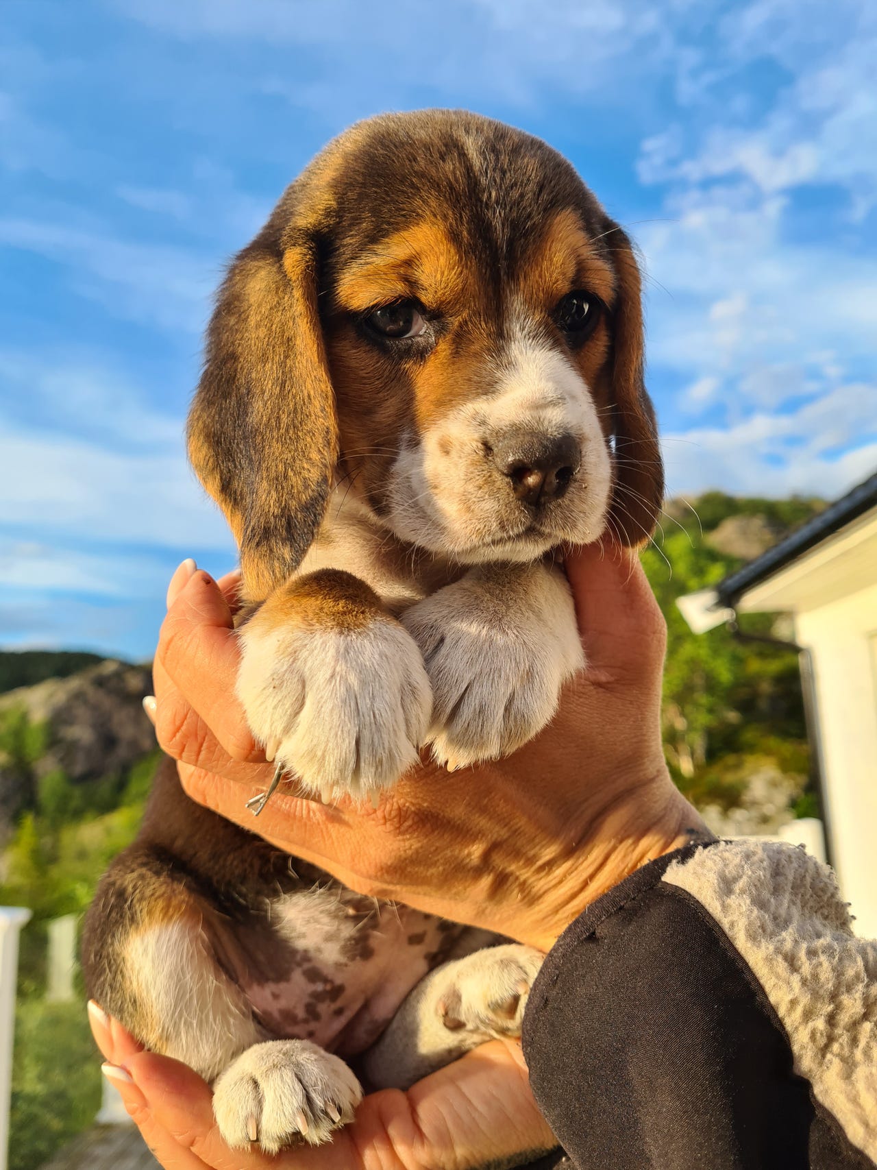 Beagle Tispe valp! | FINN-torget