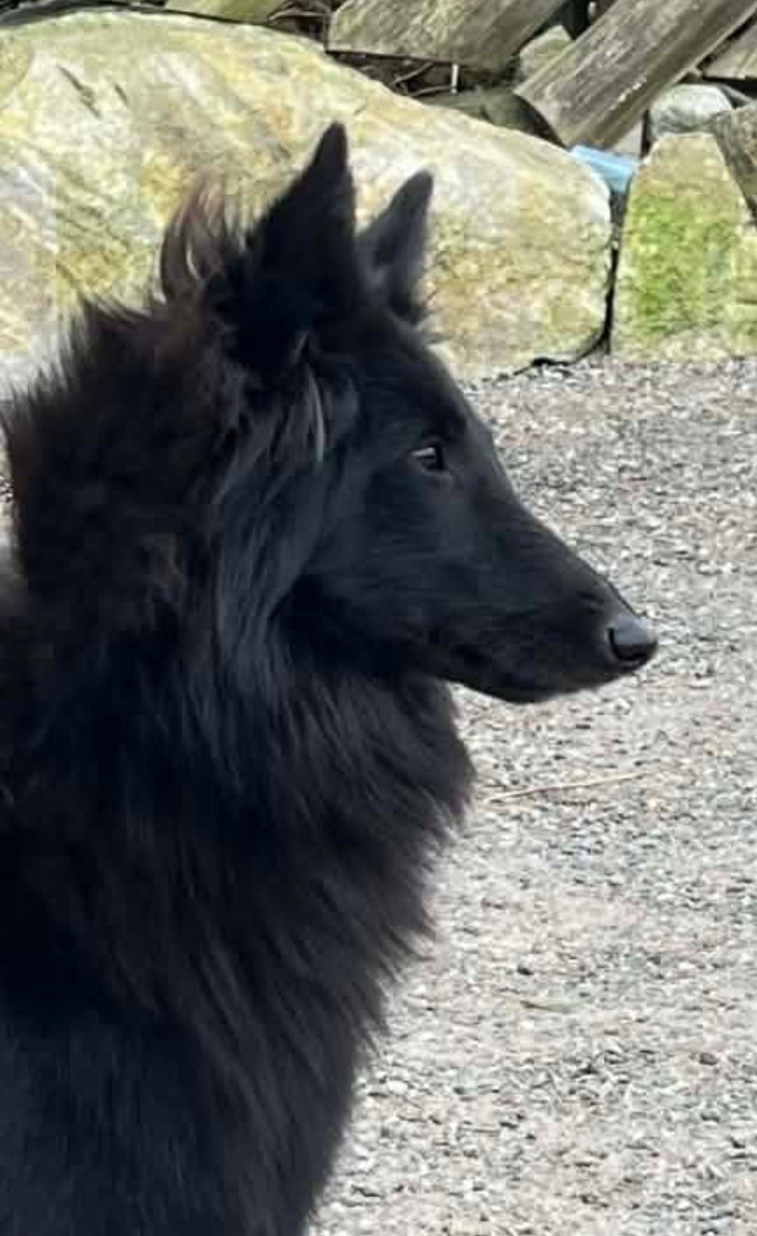 Belgisk fårehund, groenendael