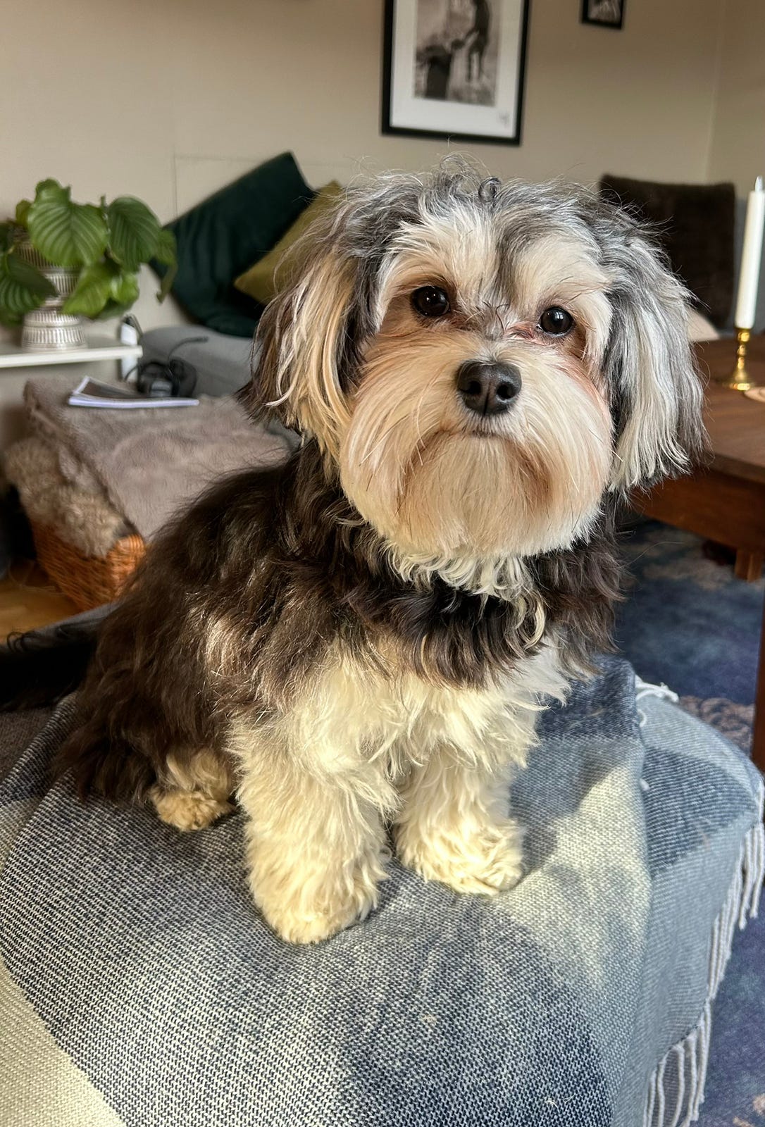Bichon havanais
