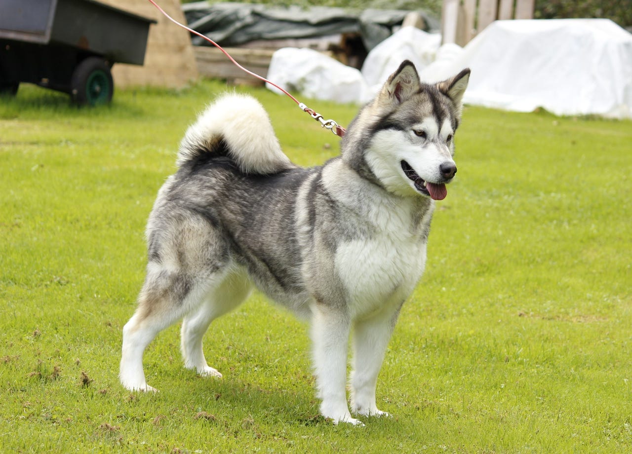 Alaskan malamute