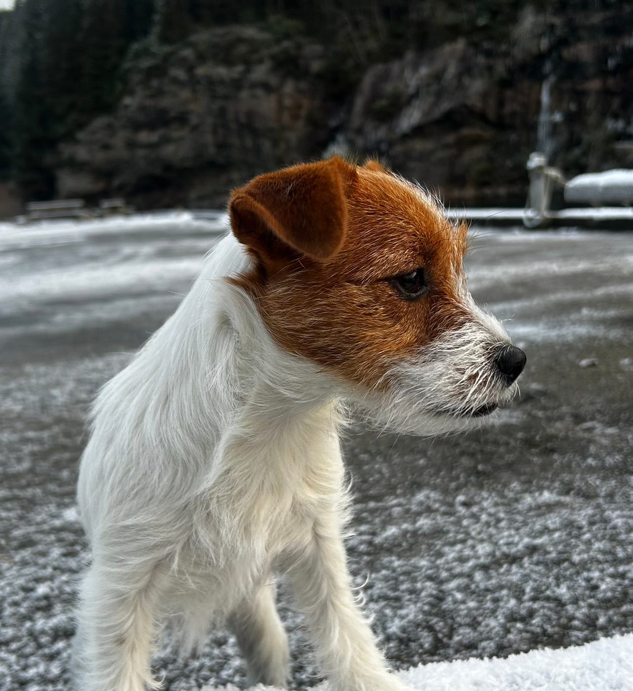 Jack russell terrier