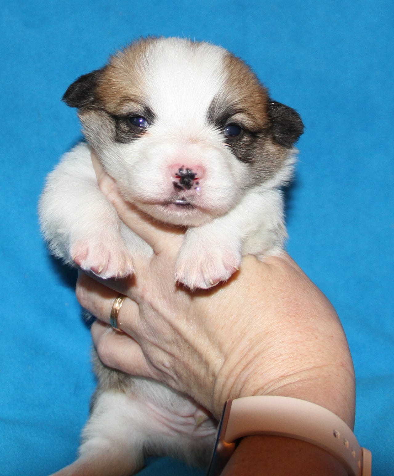 Welsh corgi pembroke