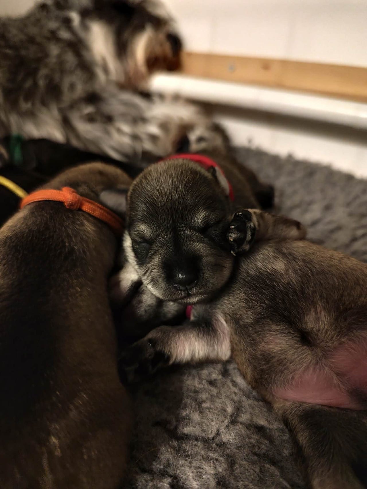 Dvergschnauzer salt/pepper