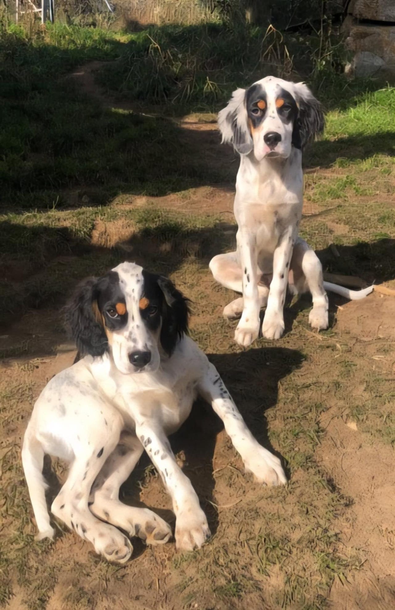 Engelsk setter