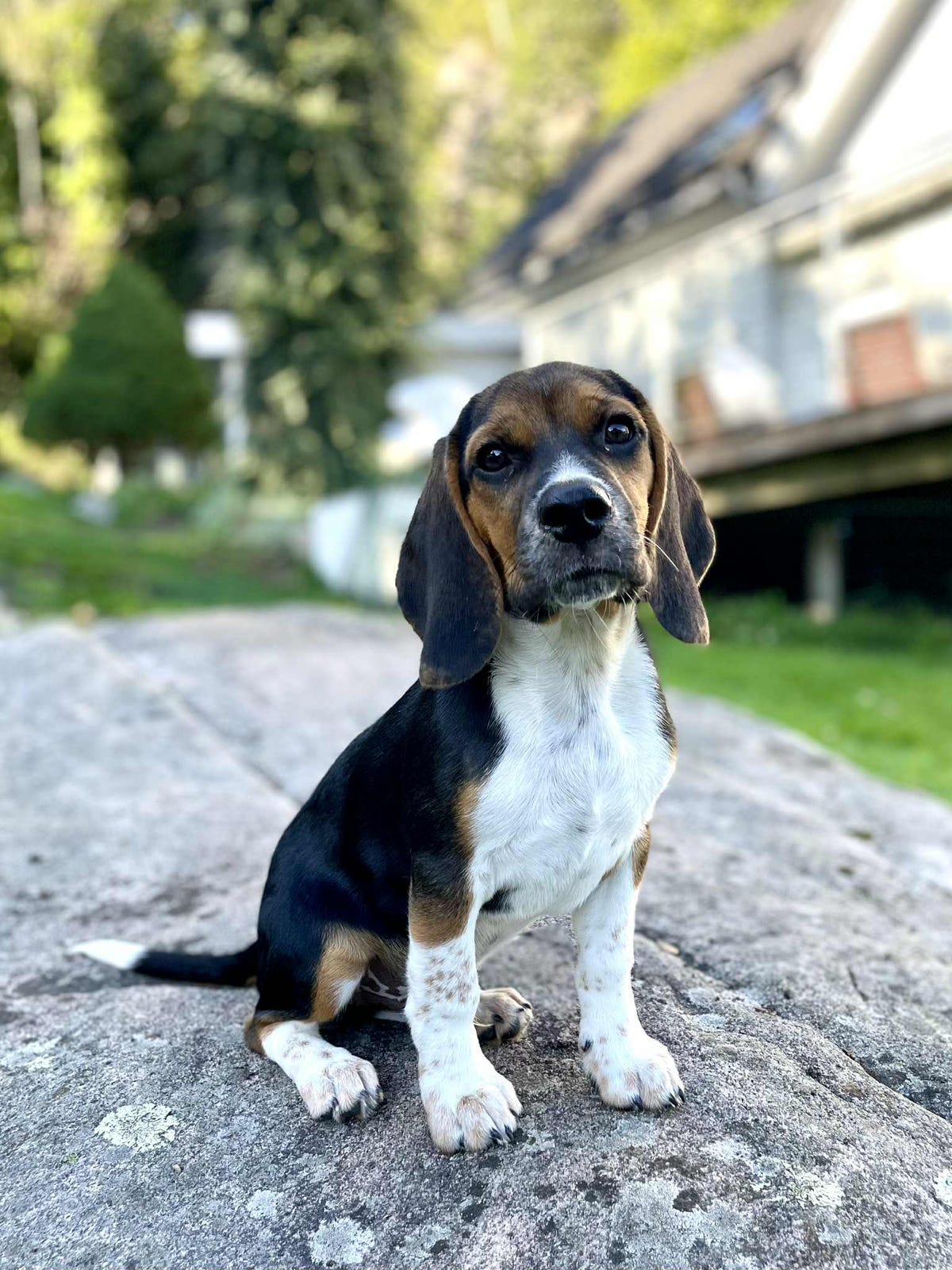 Beagle