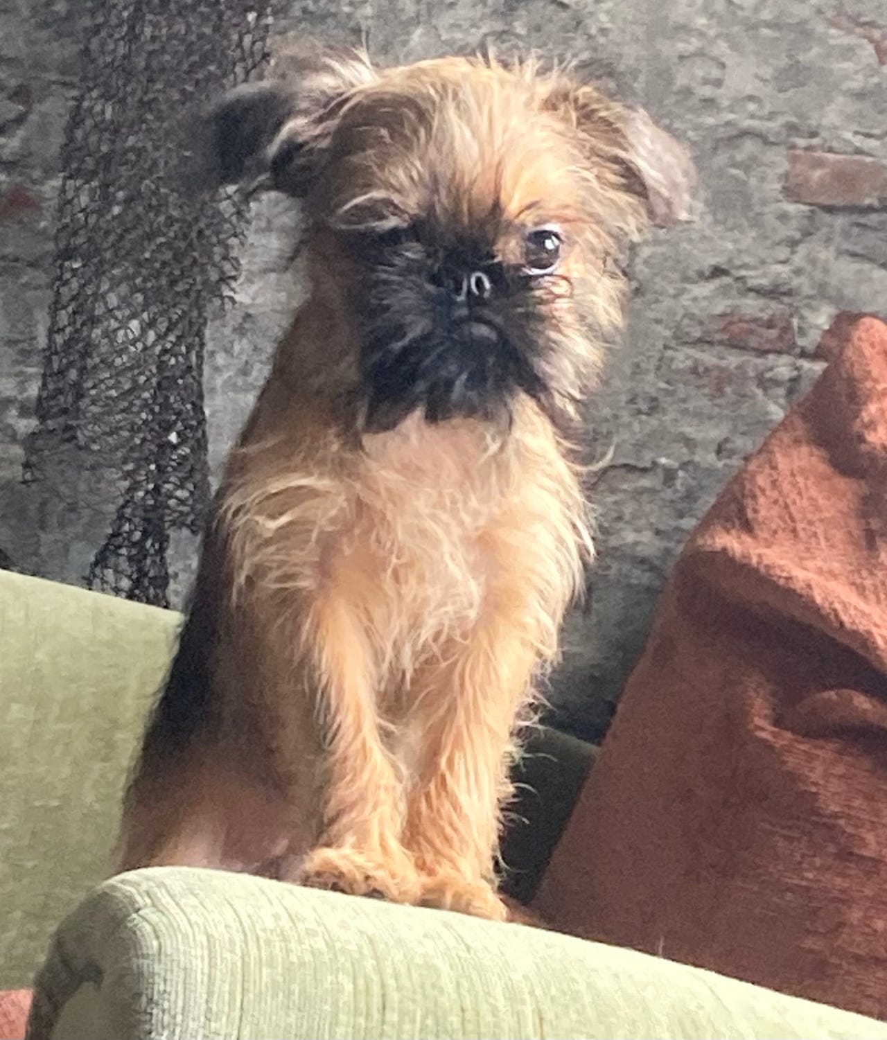 Griffon bruxellois