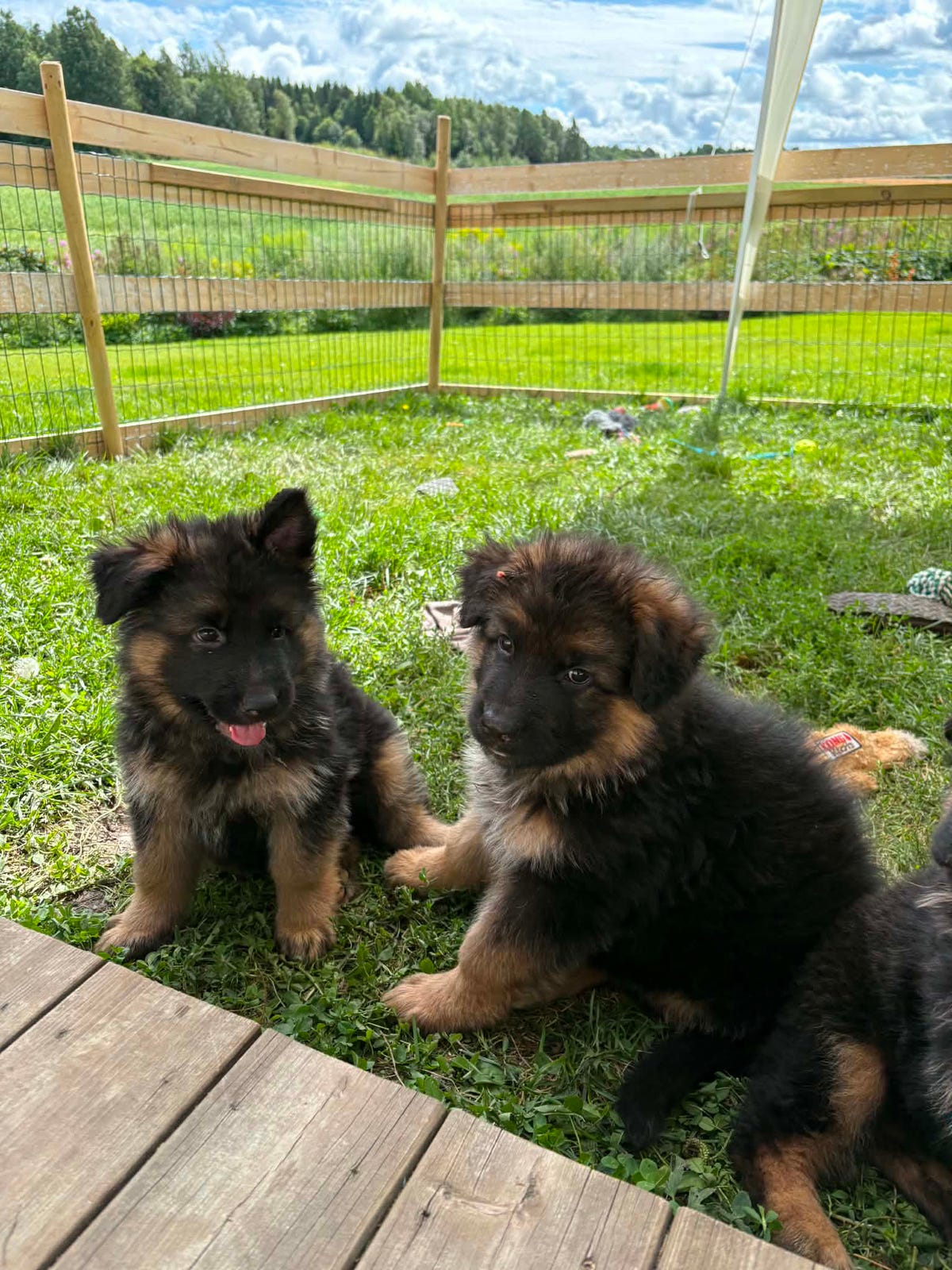 Schäferhund langhår