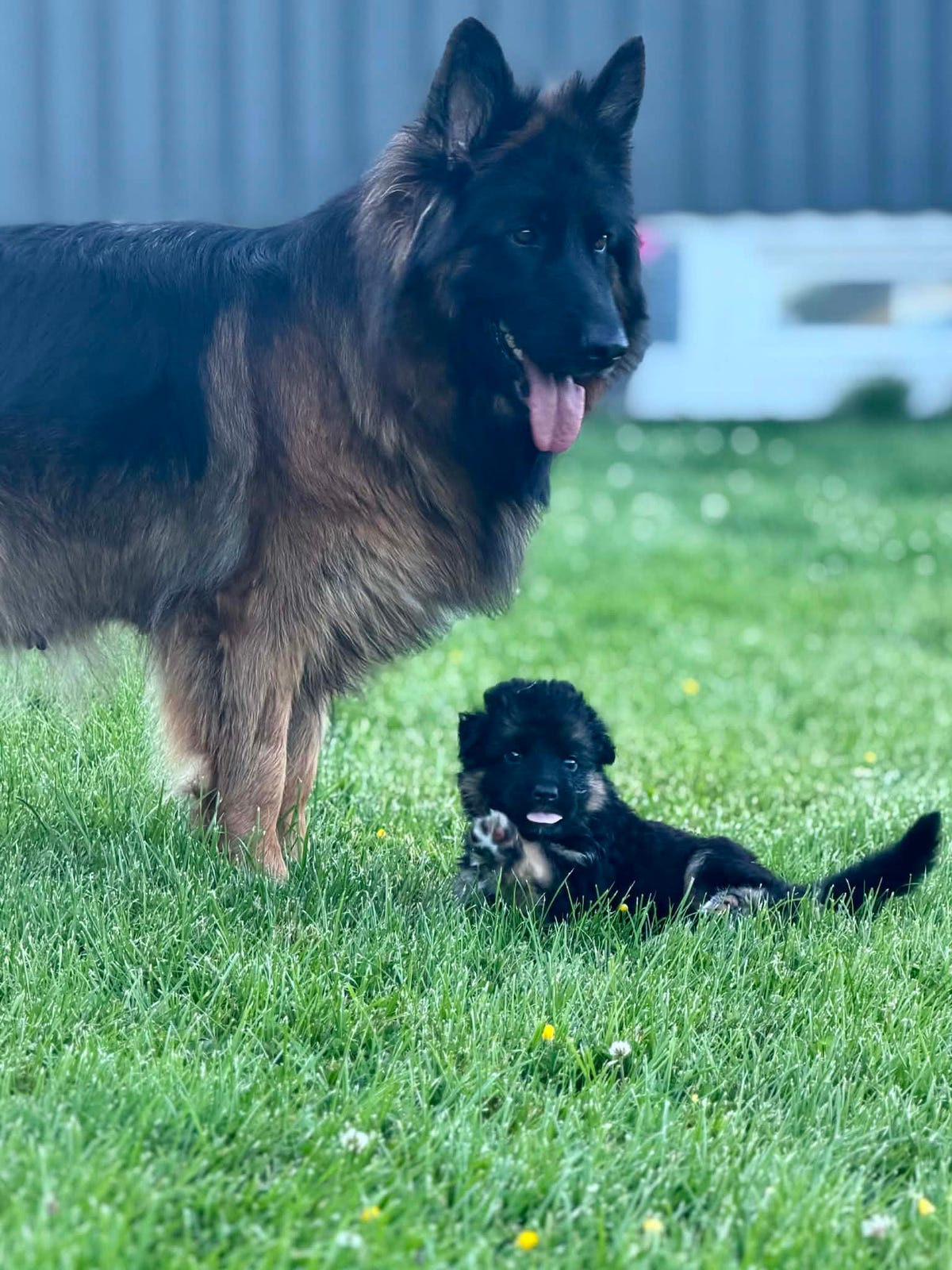 Schäferhund langhår