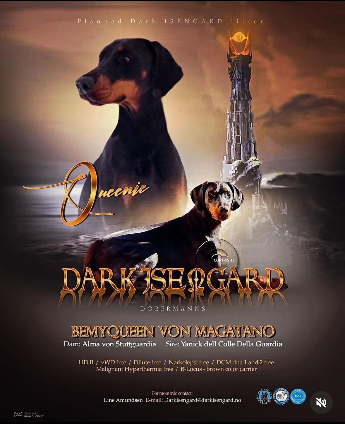 Dobermann