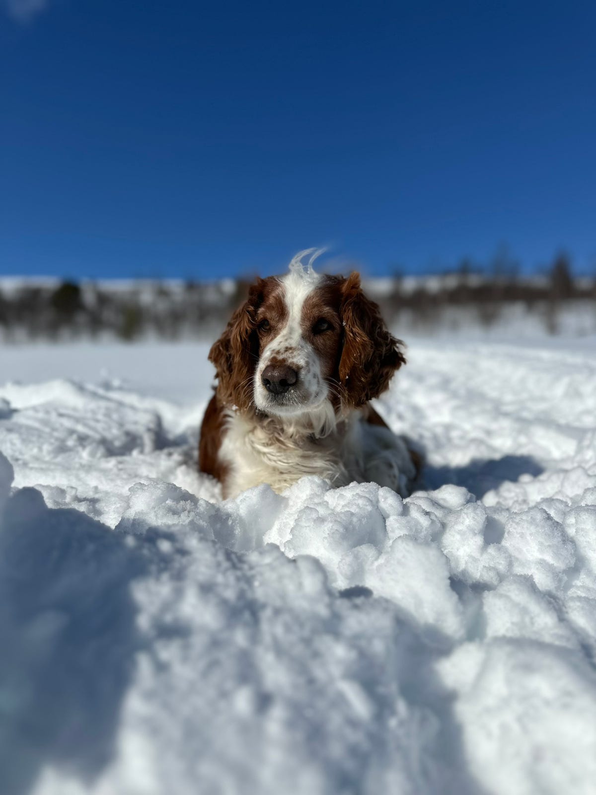 Welsh springer spaniel