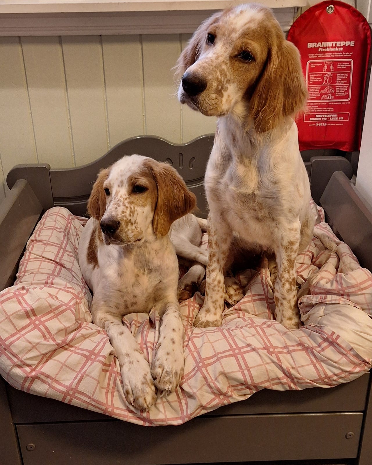 Engelsk setter