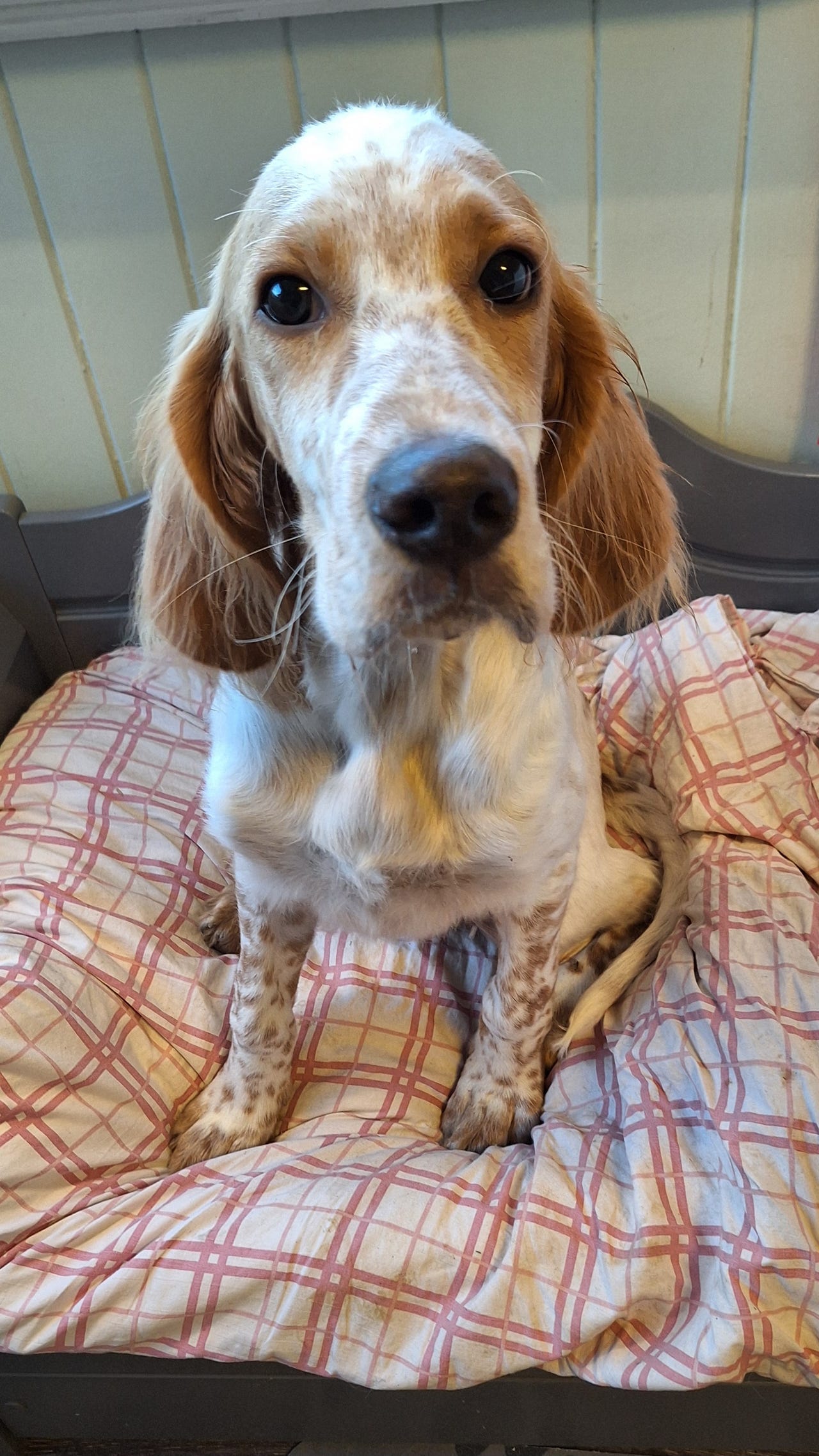 Engelsk setter