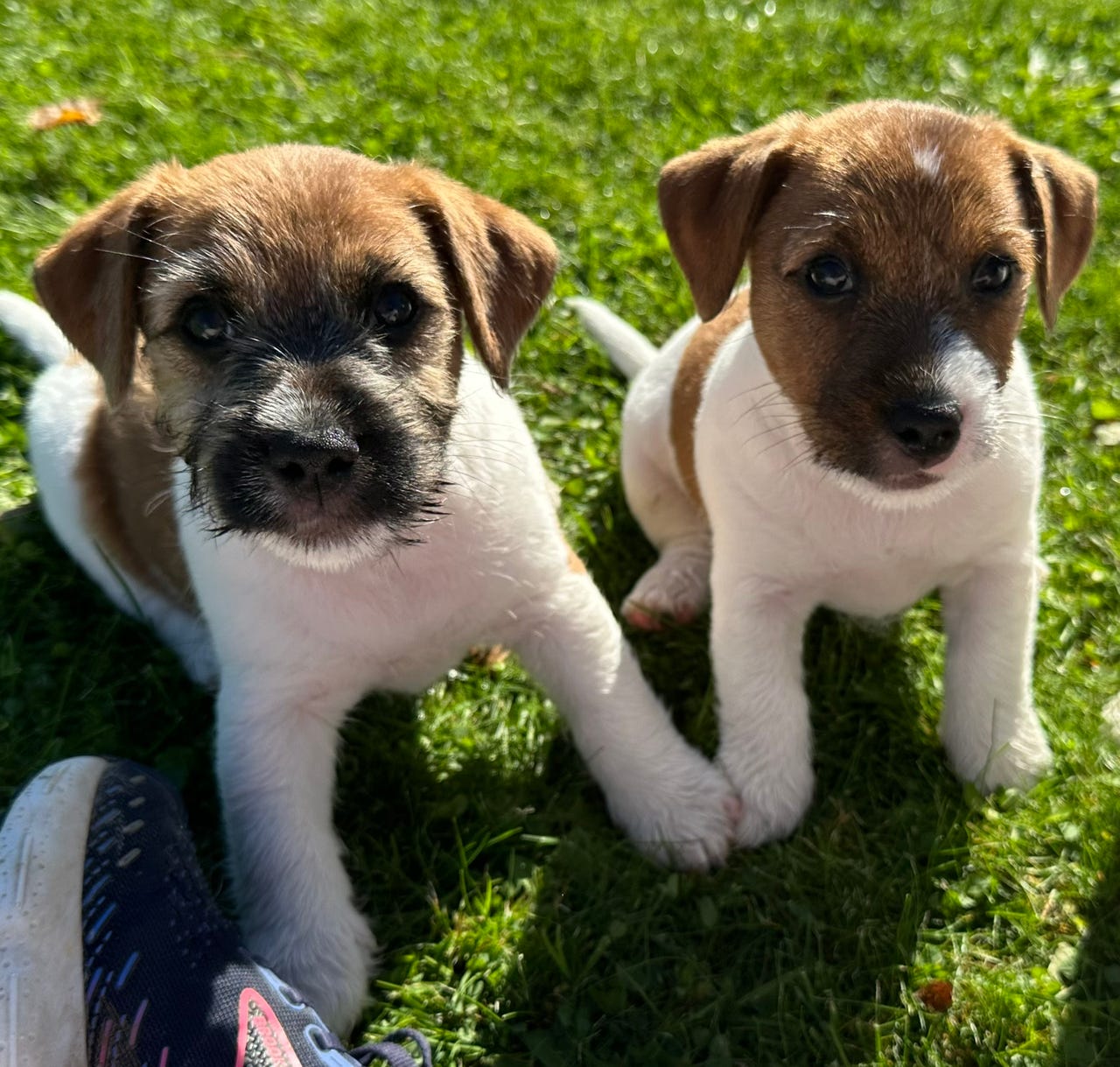 Jack russell terrier