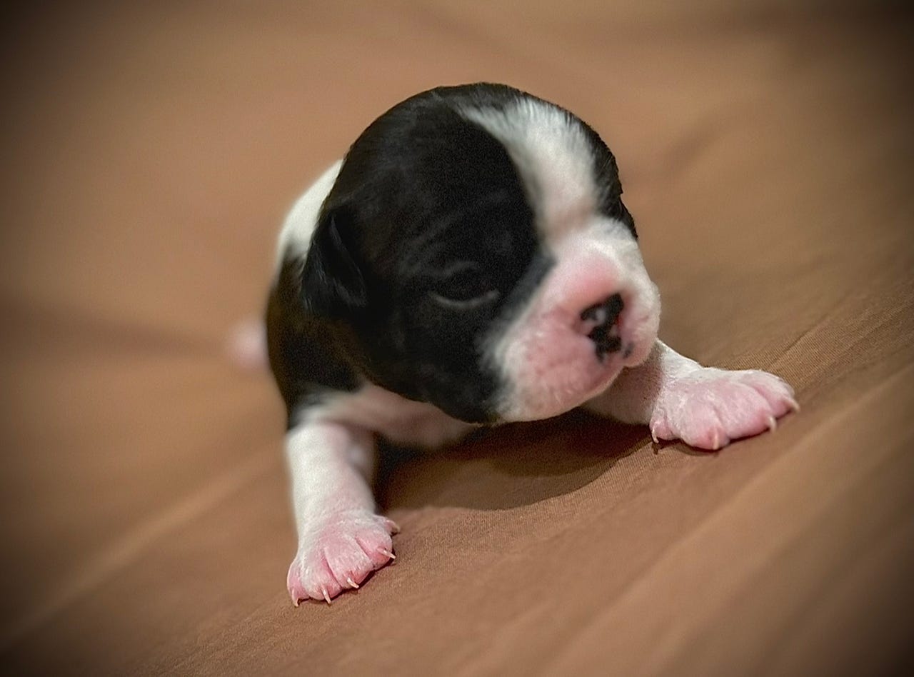 Boston terrier