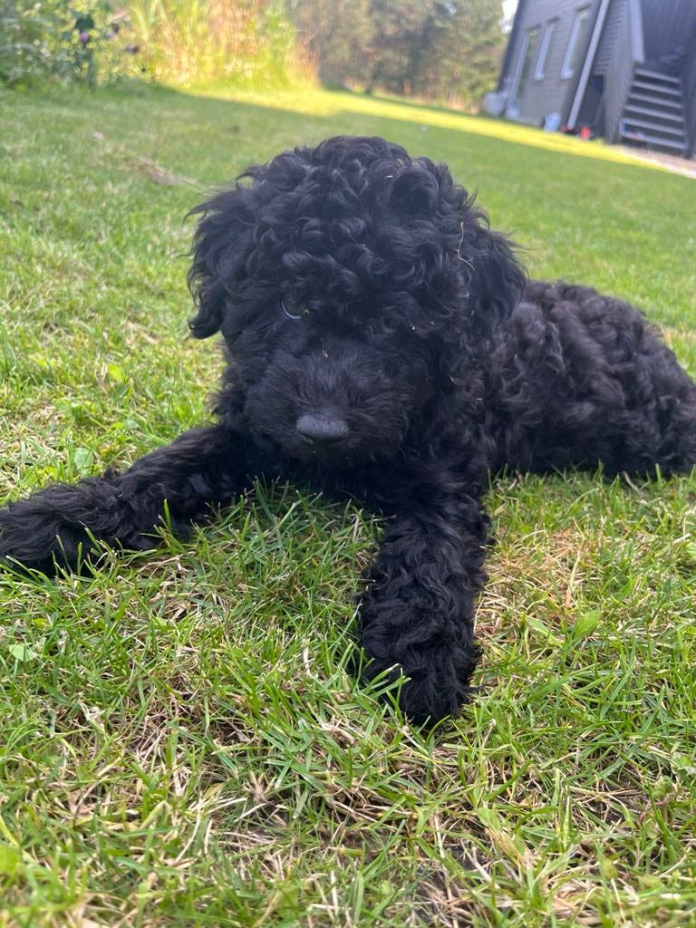 Cockapoo valper. Kun 1 tispe ledig! | FINN-torget