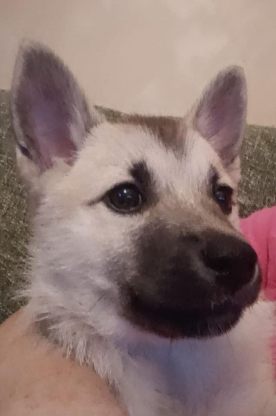 Norsk buhund