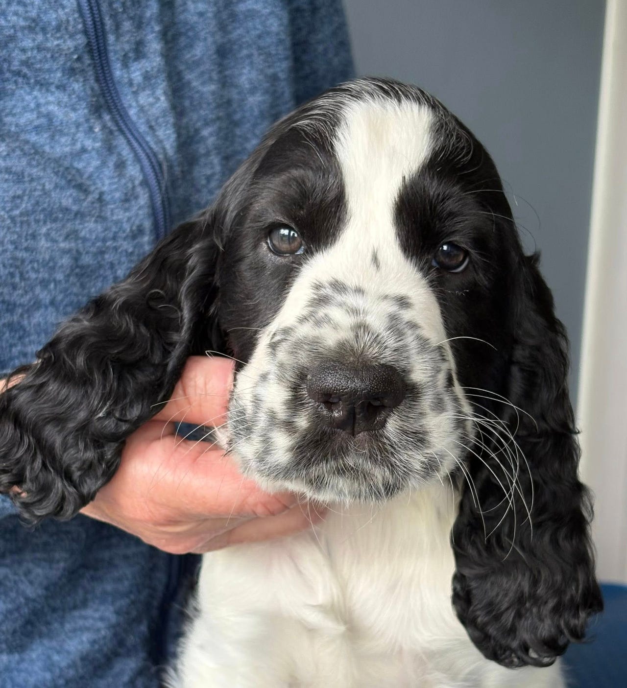 Engelsk springer spaniel