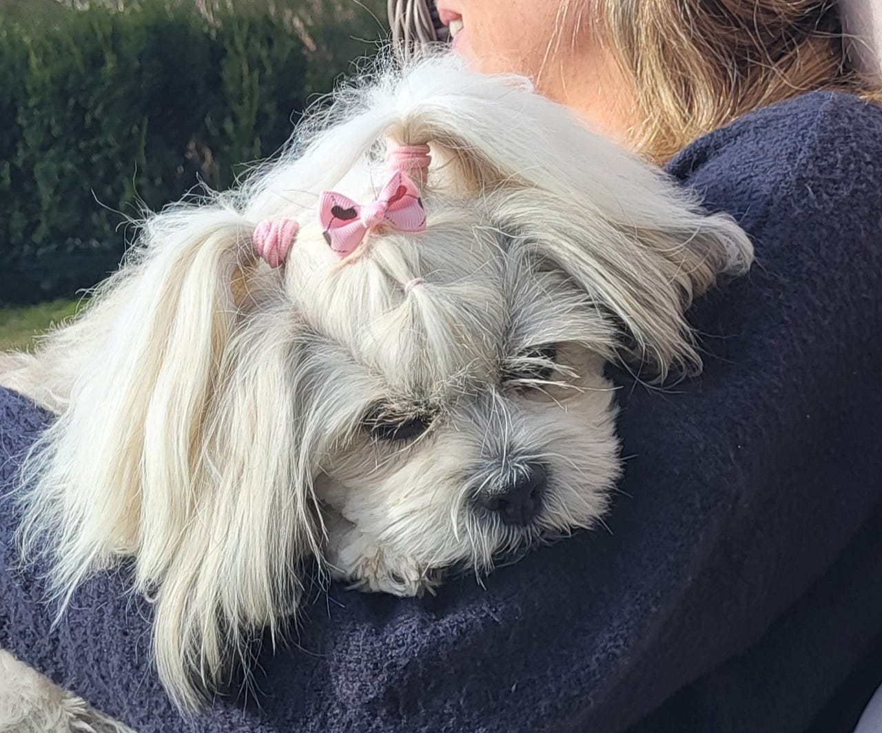 Lhasa apso