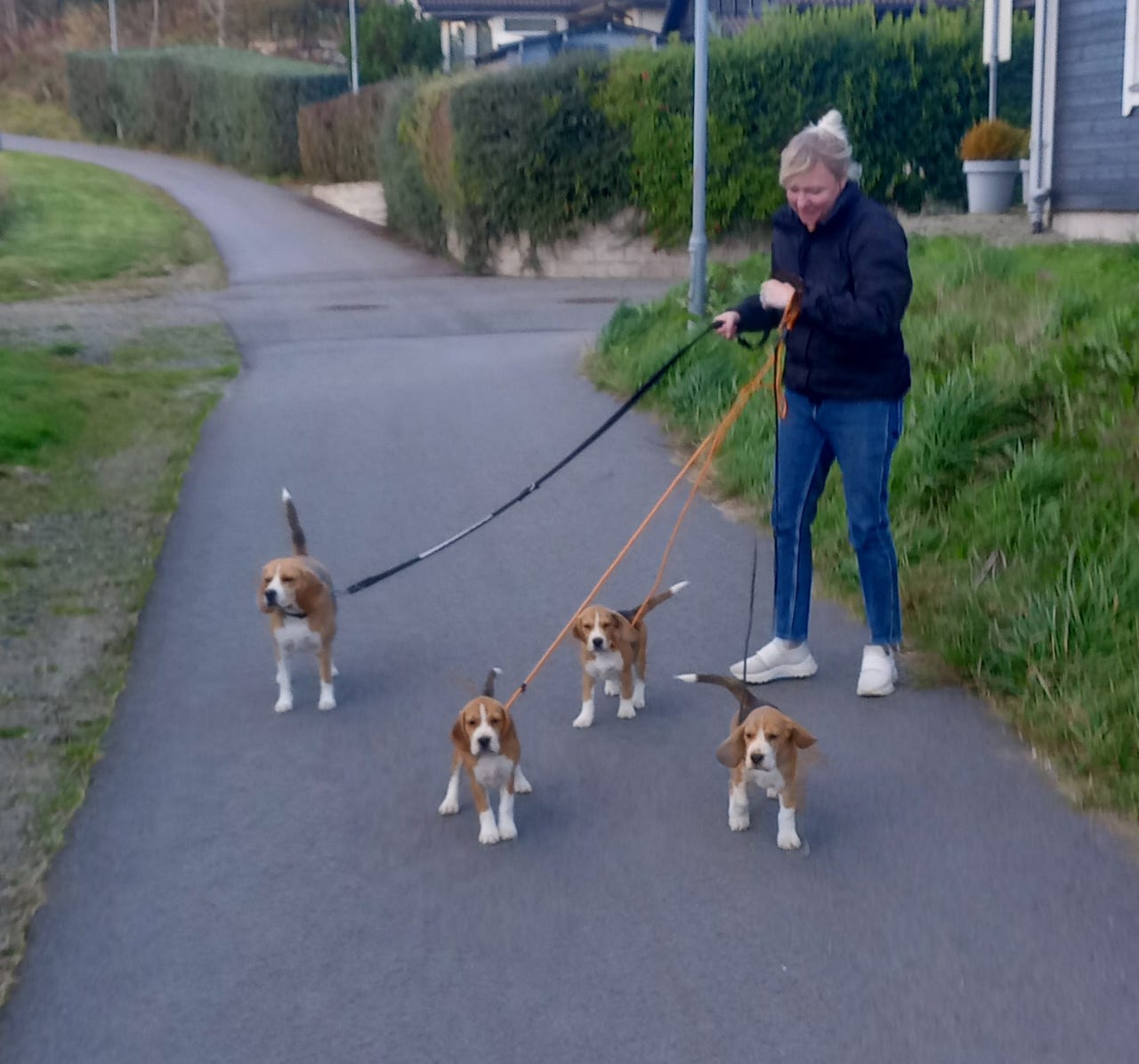 Beagle