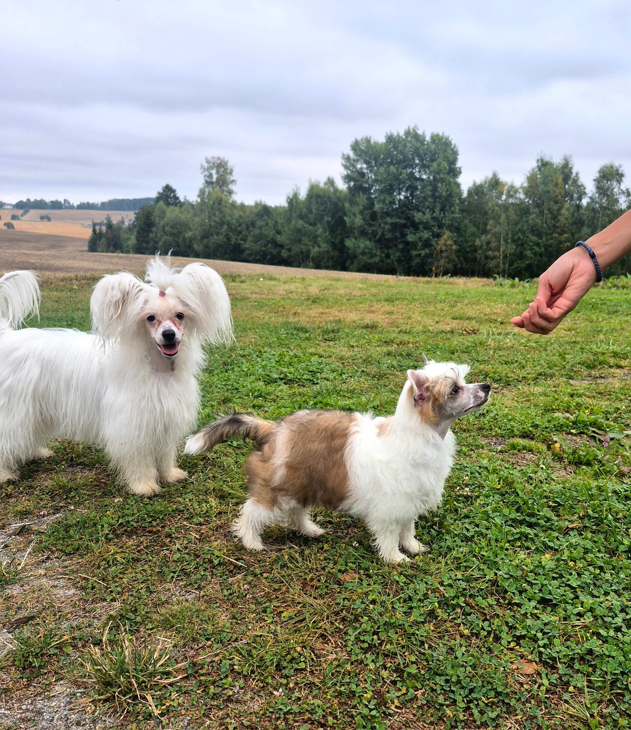 Chinese crested powderpuff