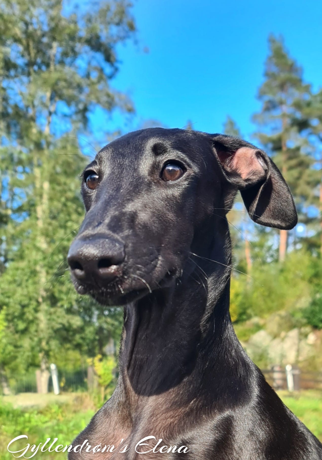Spansk galgo