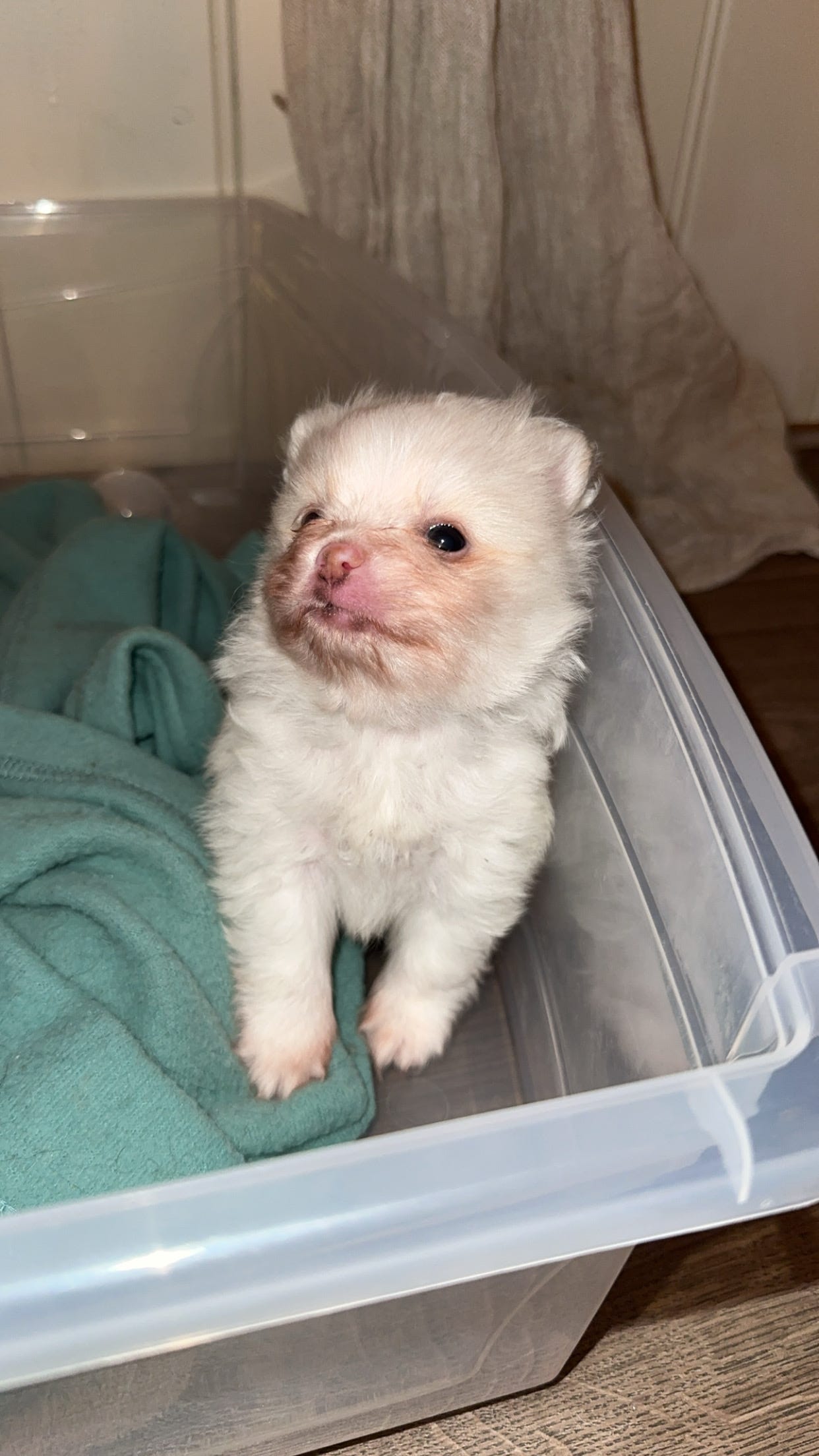 Pomeranian