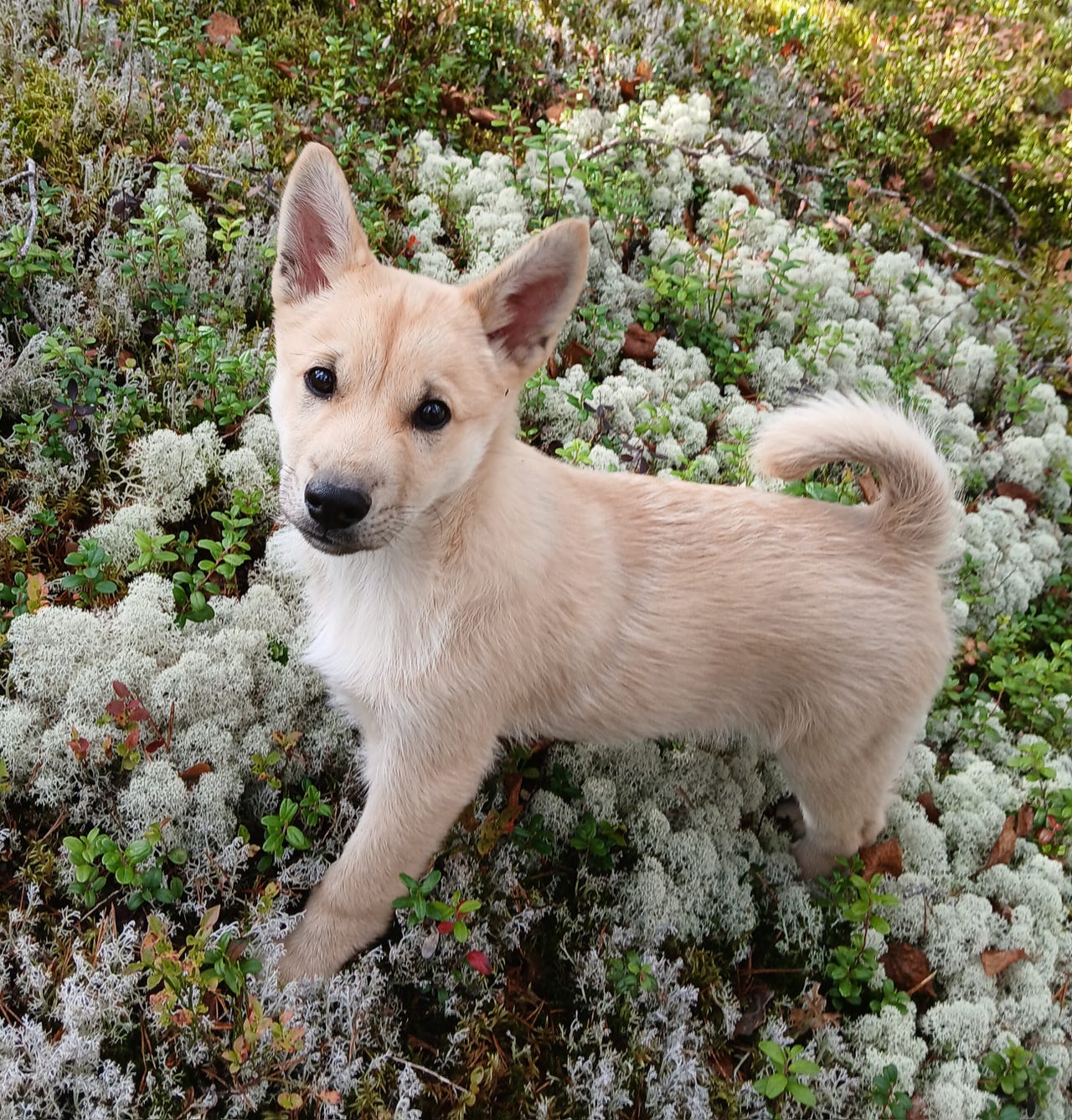 Norsk buhund