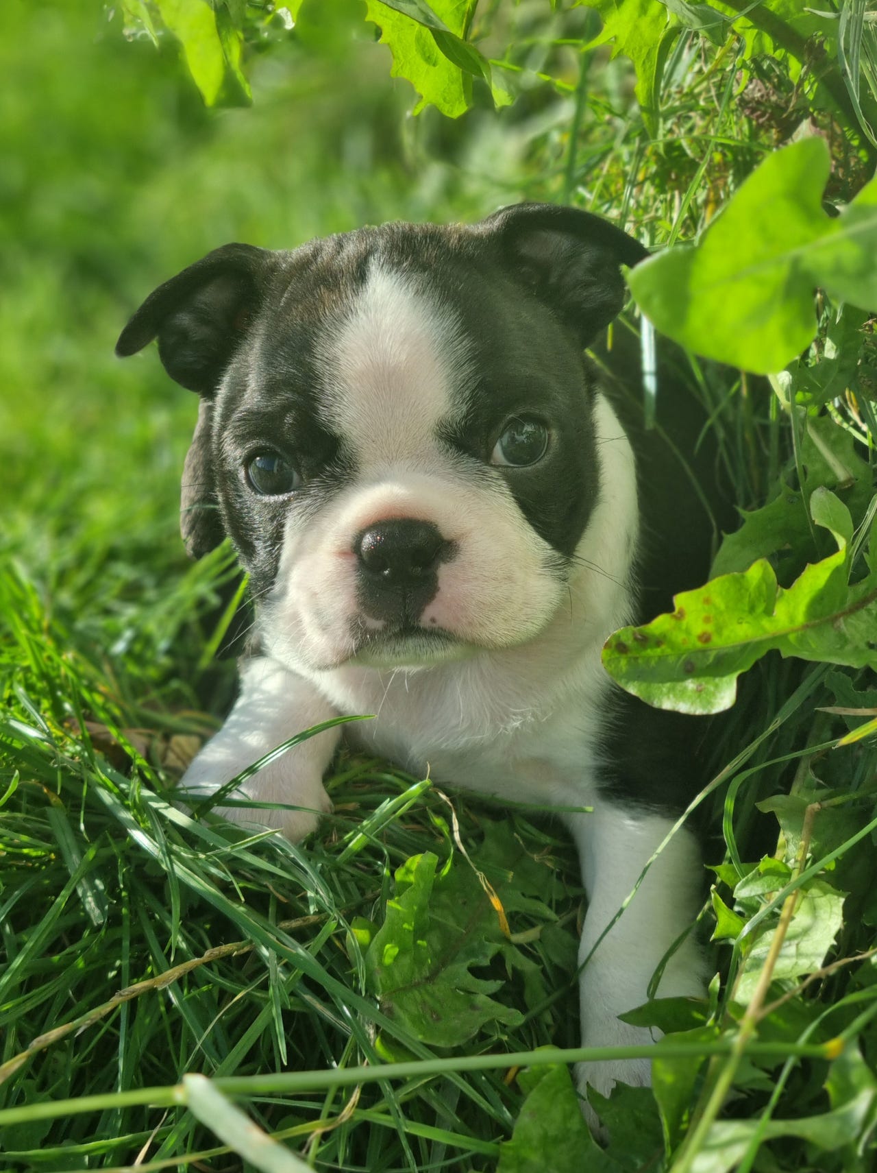 Boston terrier