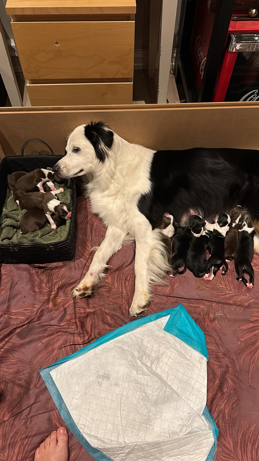 Australian shepherd