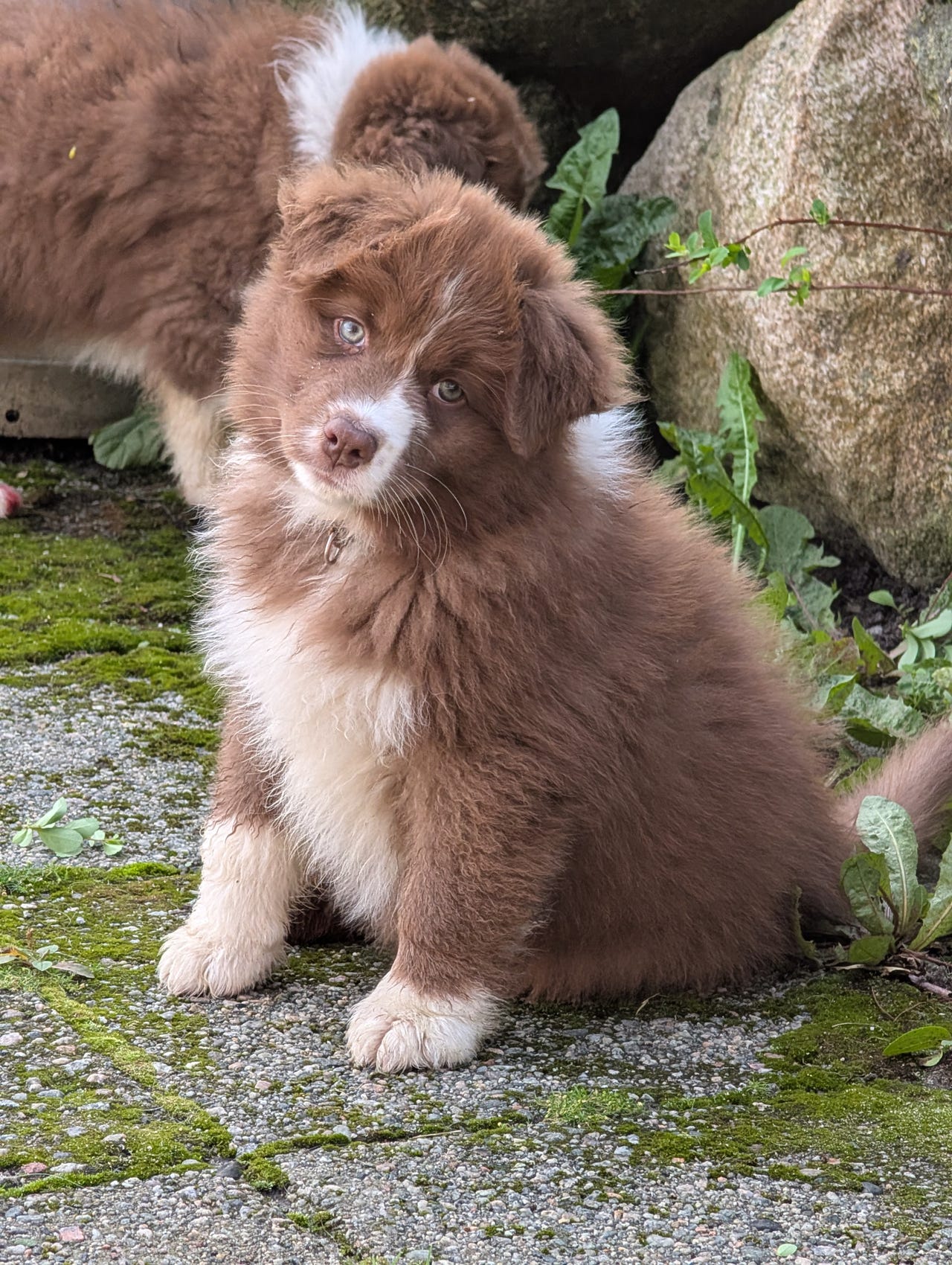 Australian shepherd