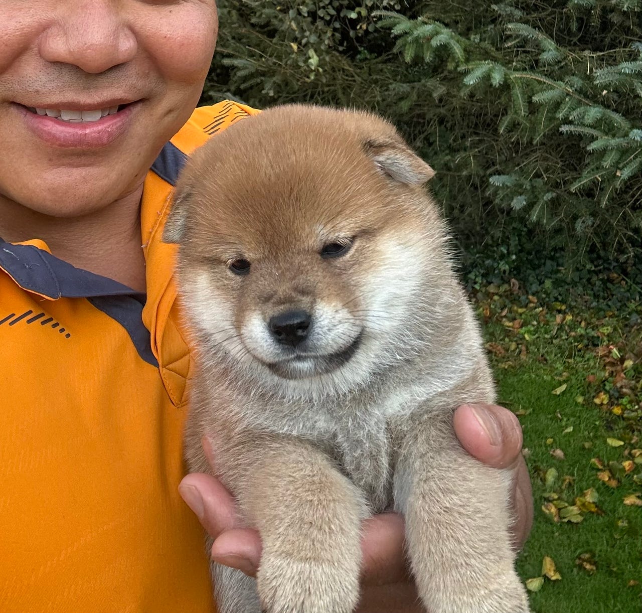 Shiba