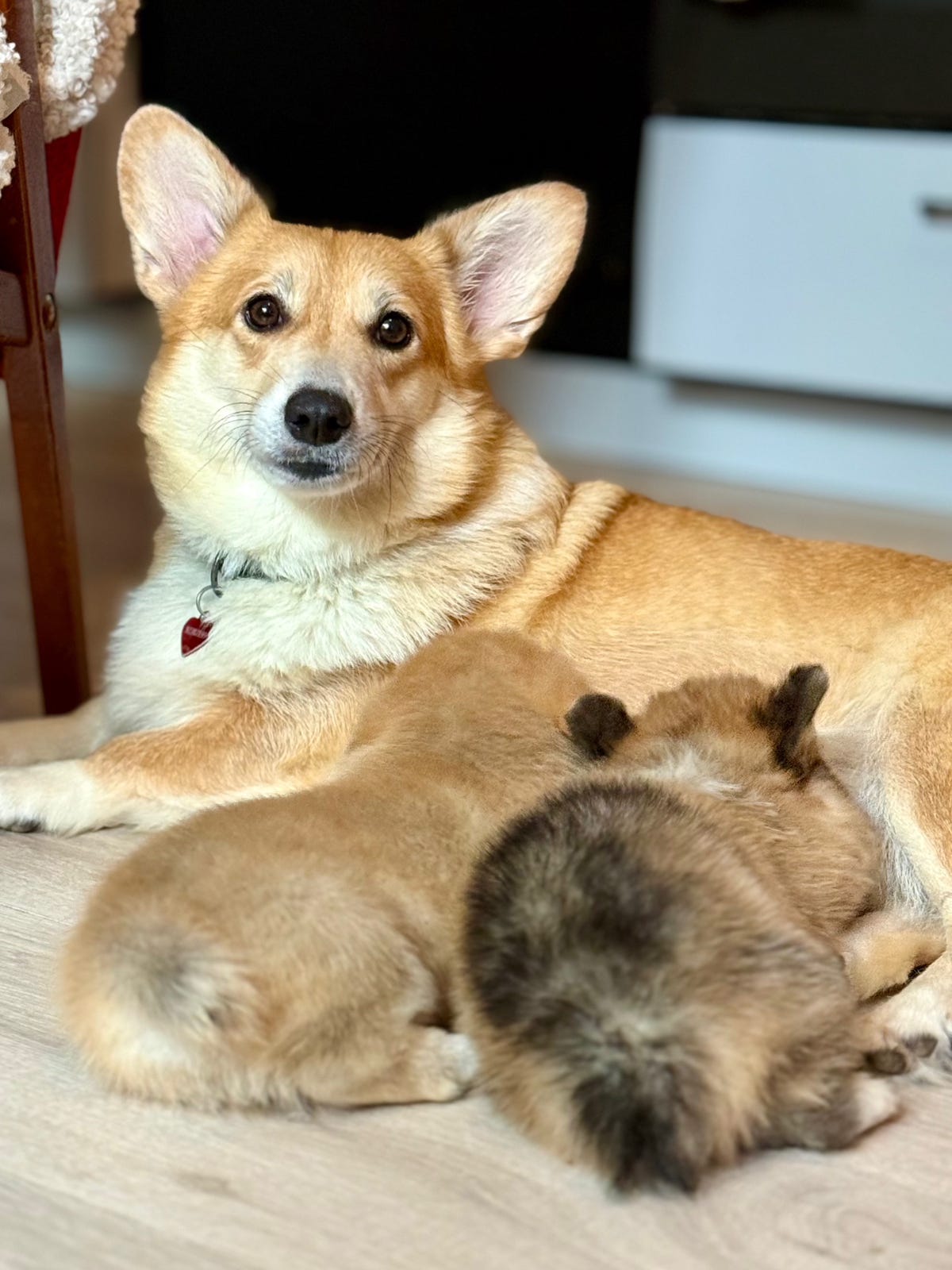 Welsh corgi pembroke