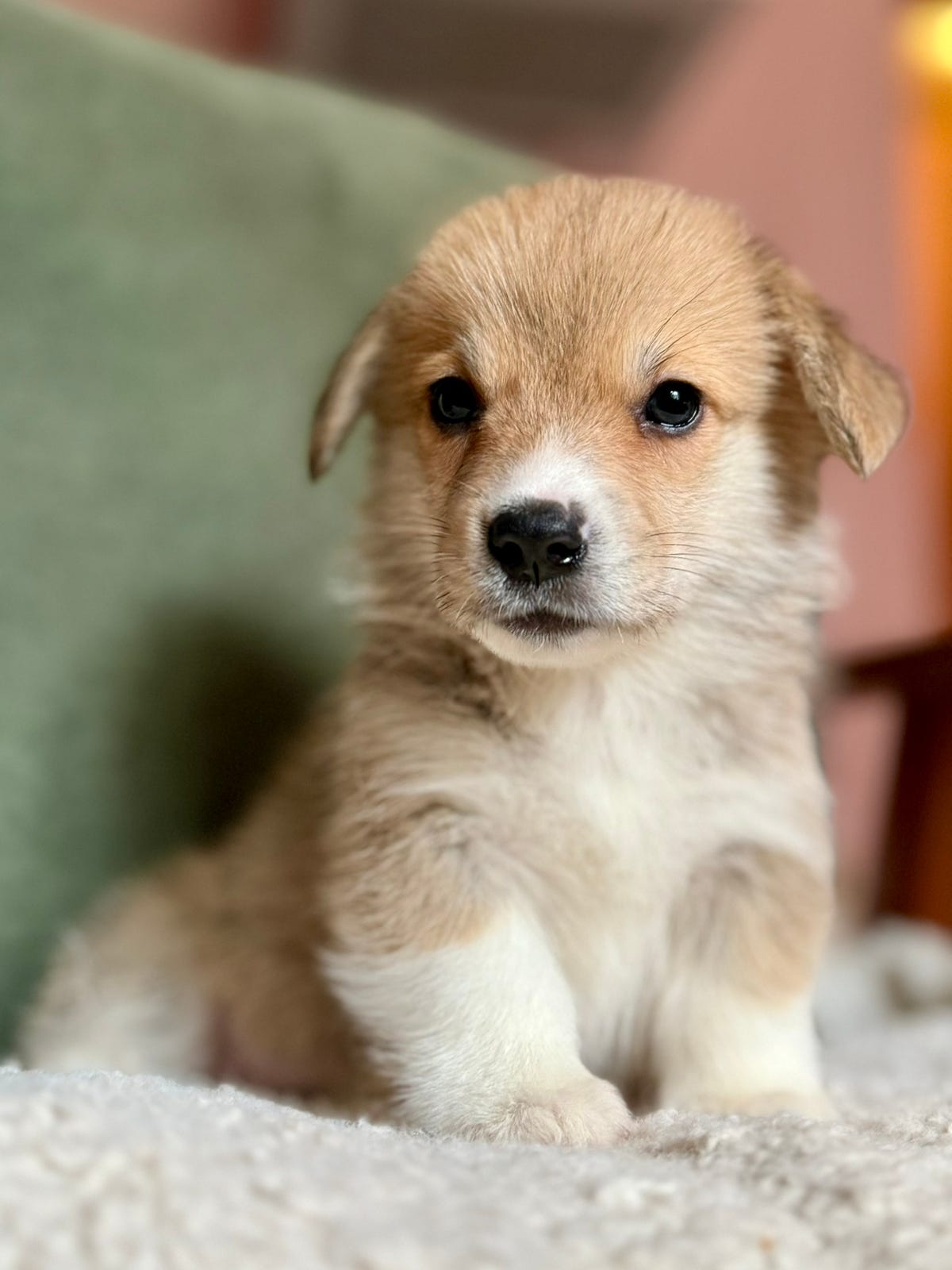 Welsh corgi pembroke