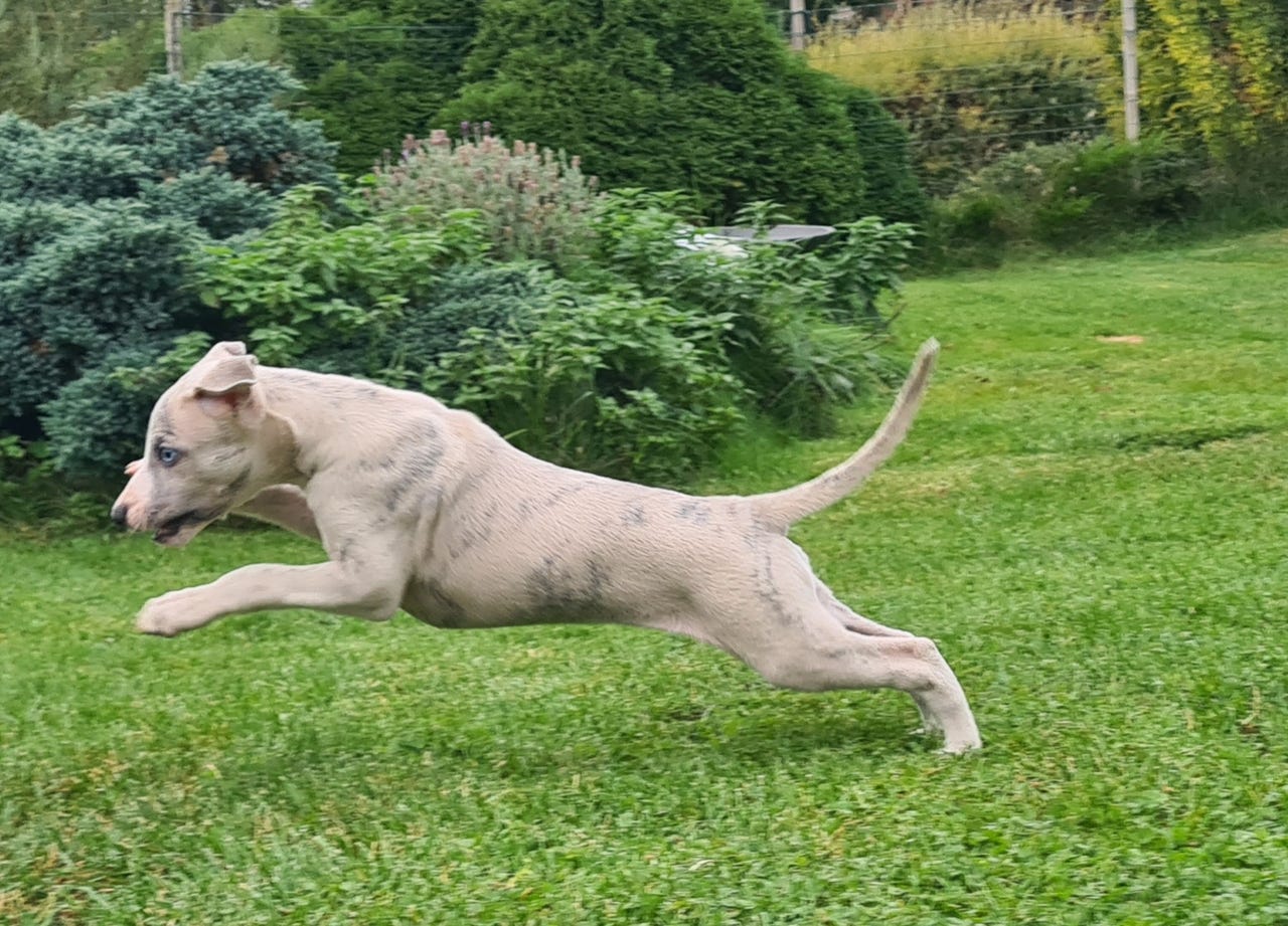 Whippet