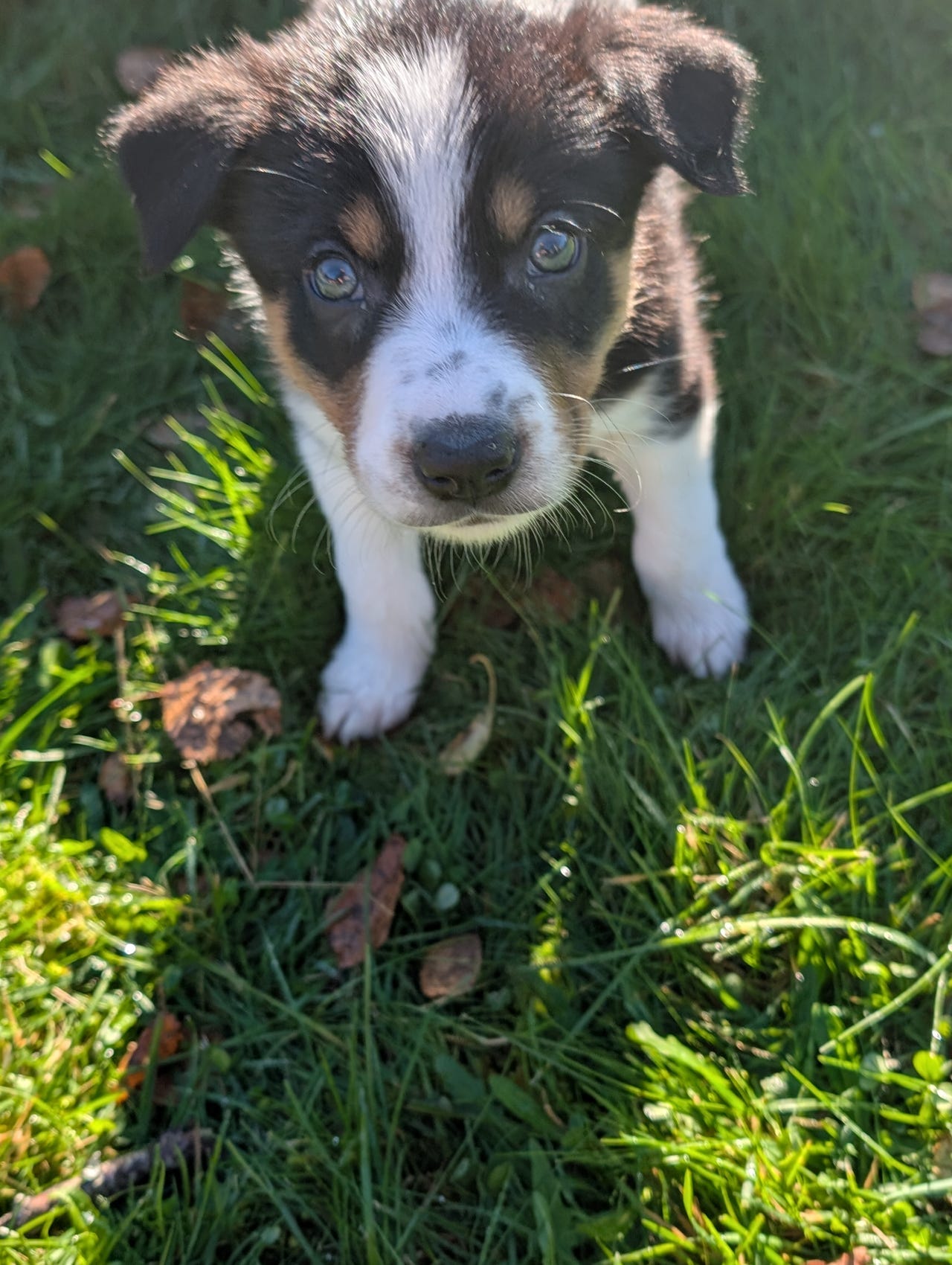 Border collie