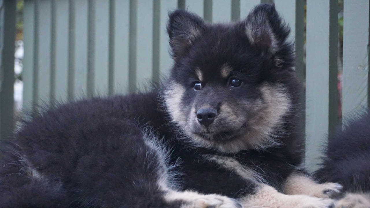 Finsk lapphund