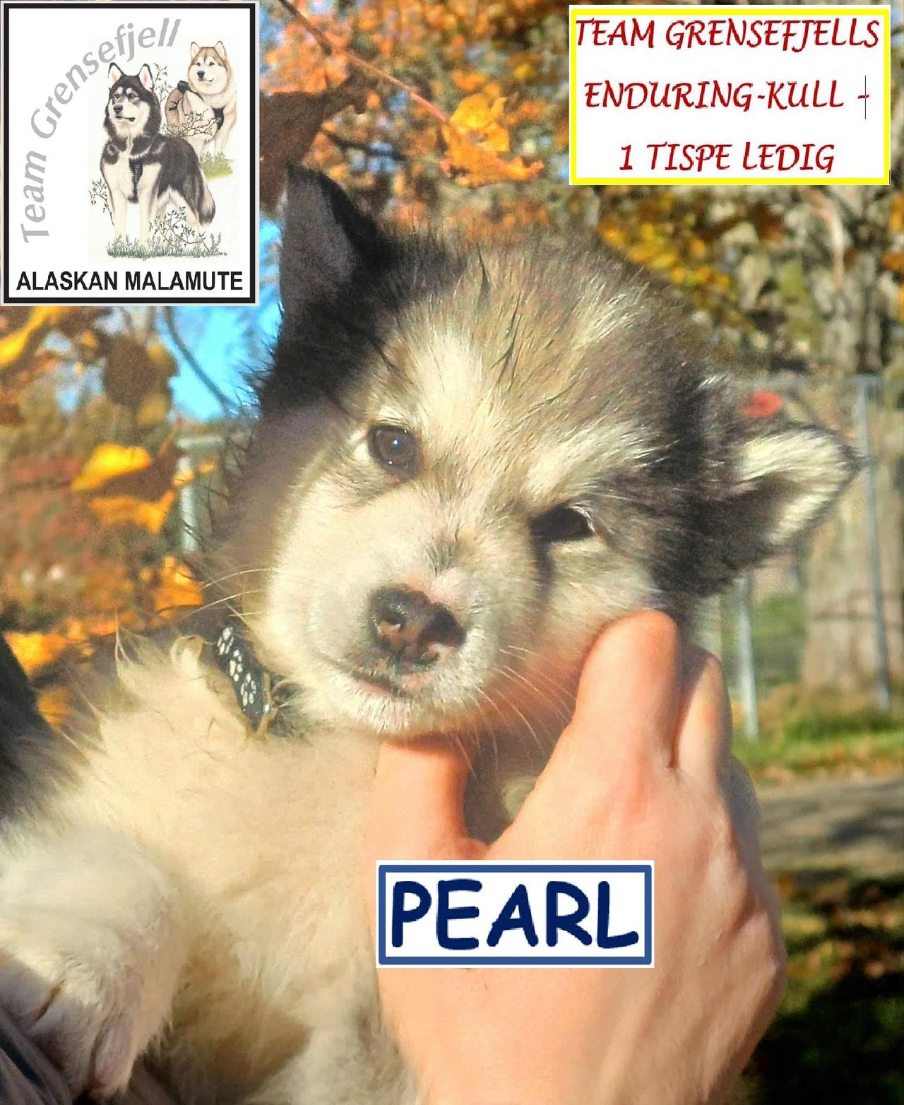 Alaskan malamute