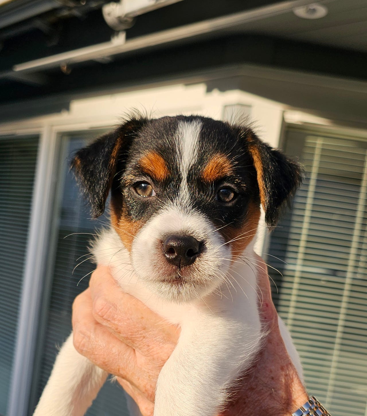 Jack russell terrier