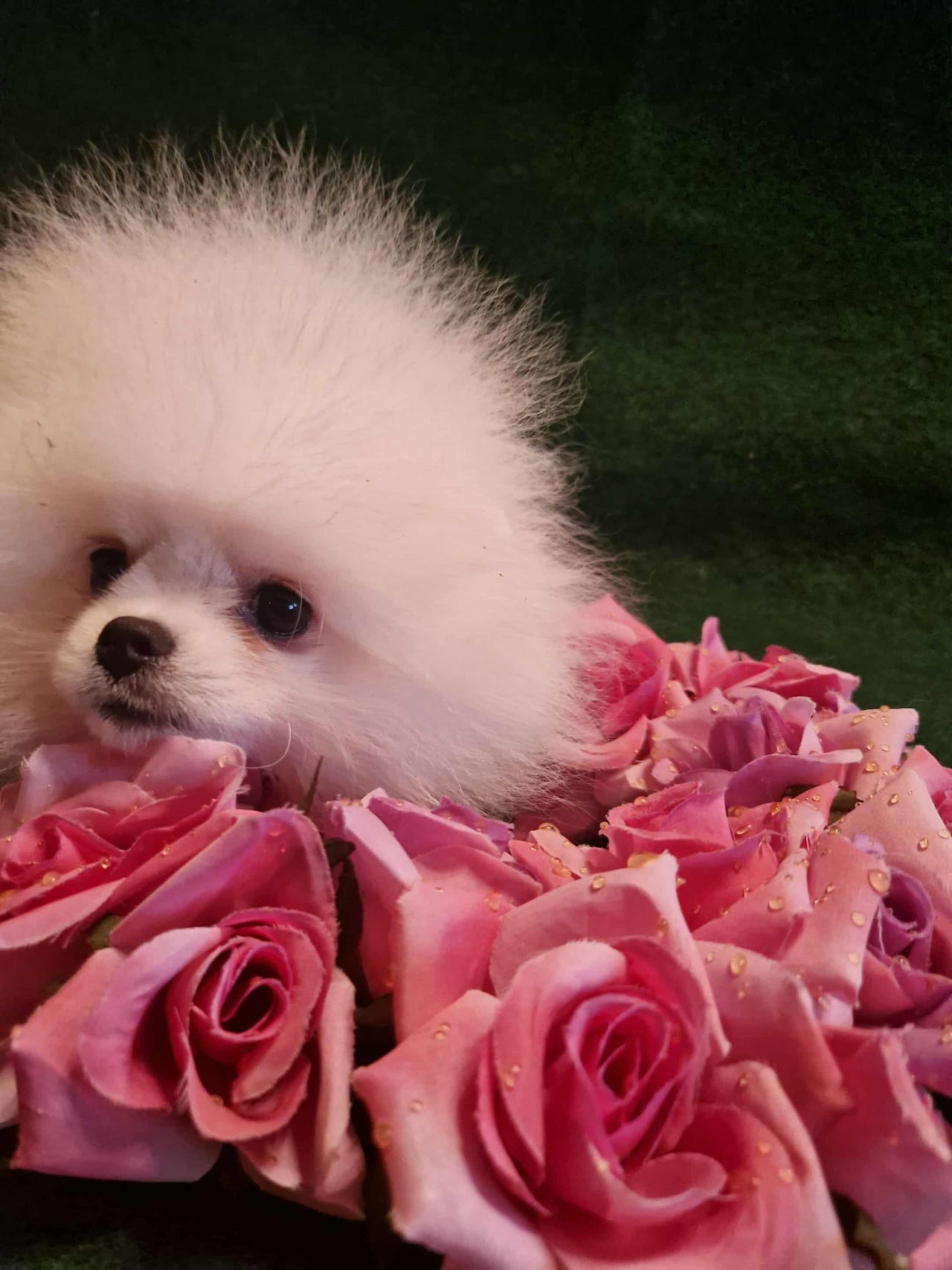 Pomeranian