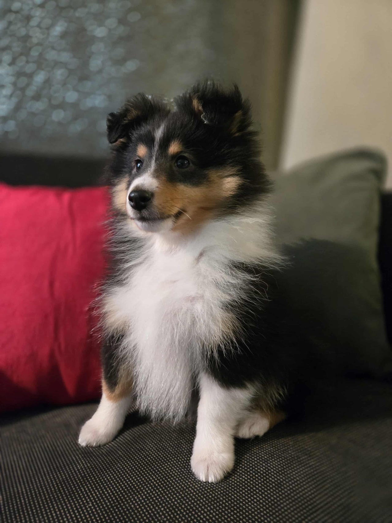 Shetland sheepdog