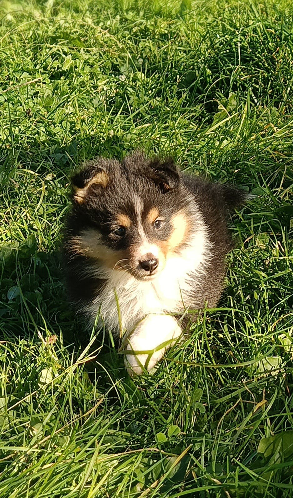 Shetland sheepdog