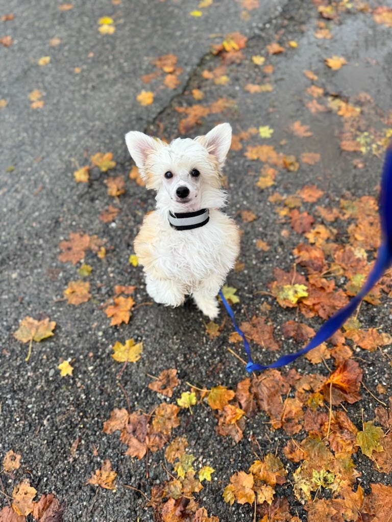Chinese crested powderpuff