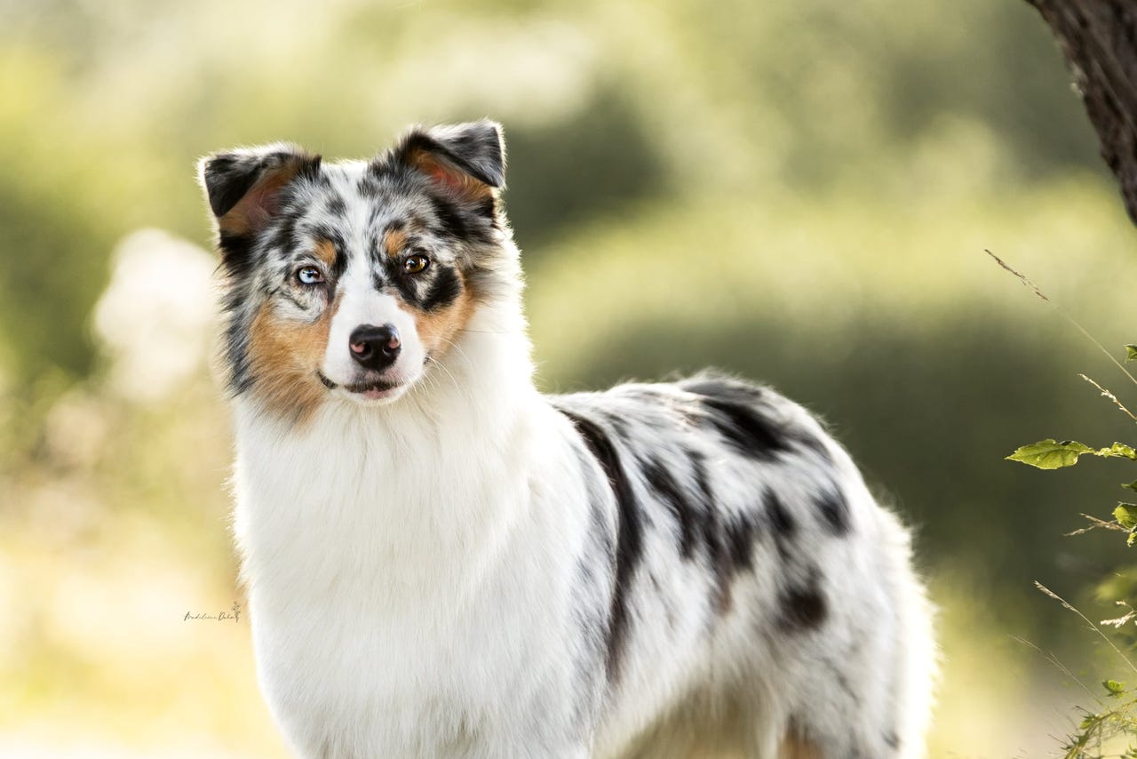 Australian shepherd