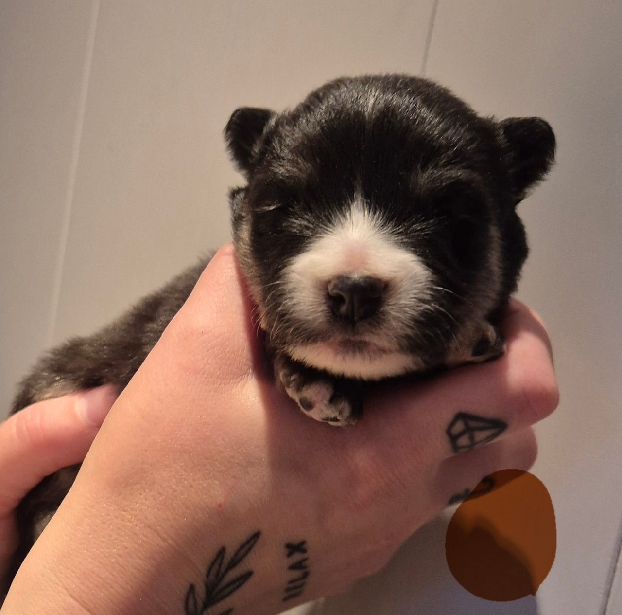 Finsk lapphund