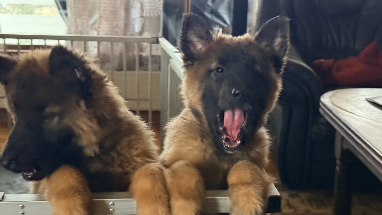 Belgisk fårehund, tervueren