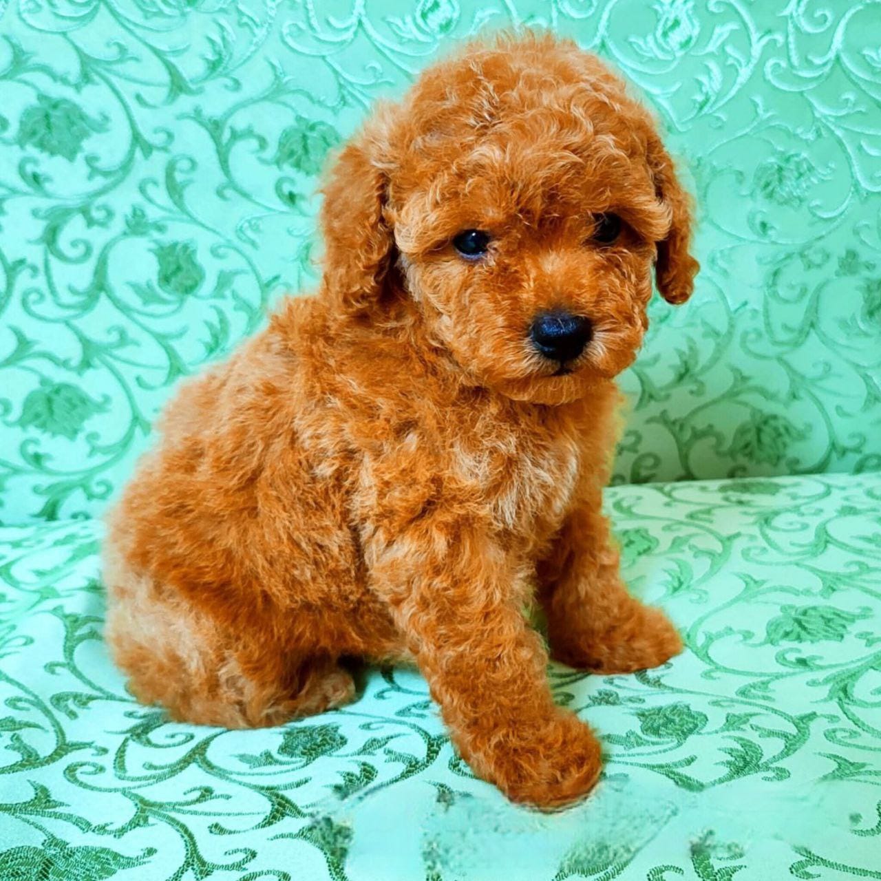 Toy puddel