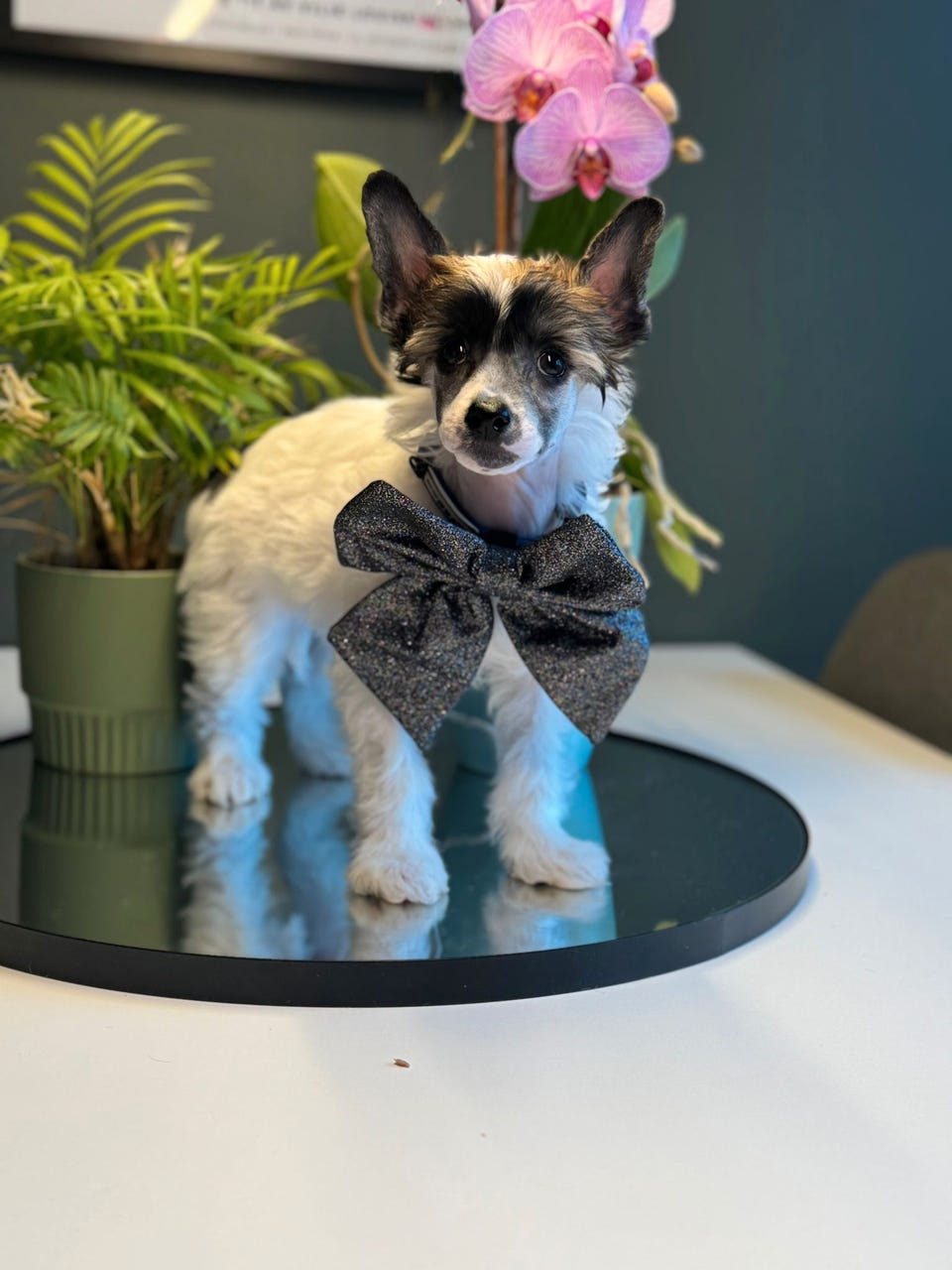 Chinese crested powderpuff