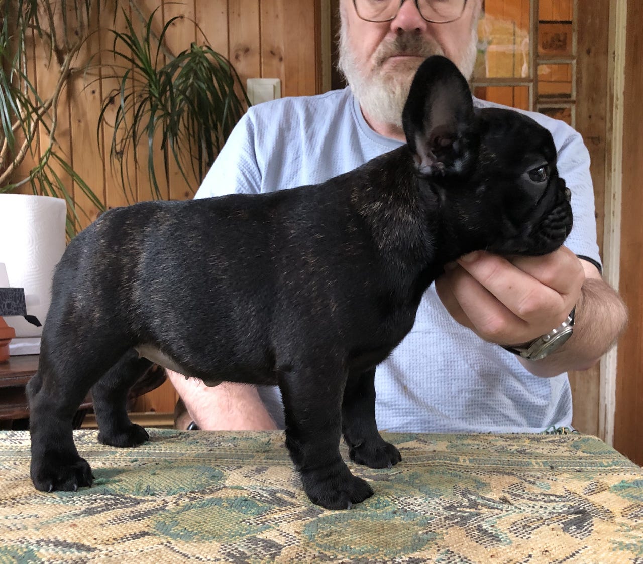 Fransk bulldog
